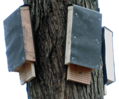 batboxes