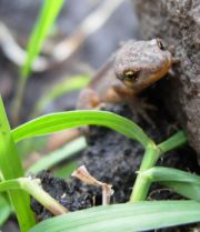 newt
