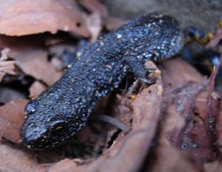 newt